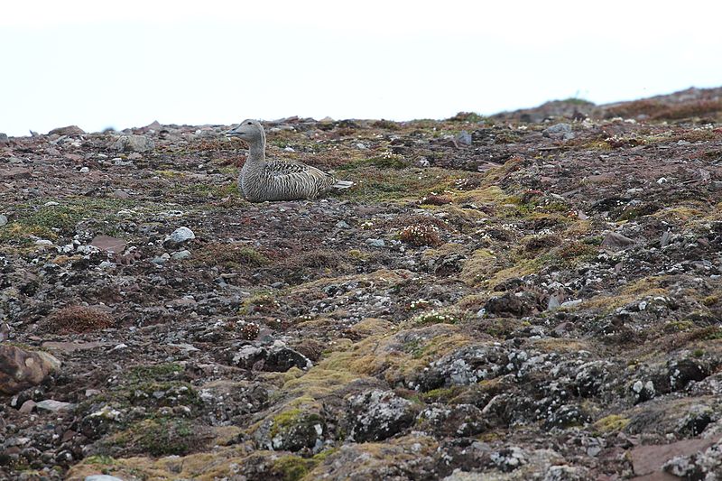 File:Andoyane, Svalbard, Arctic (20290741411).jpg