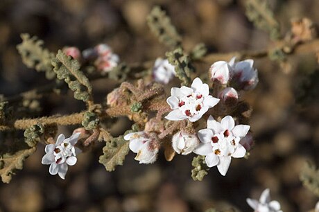 Androcalva crispa