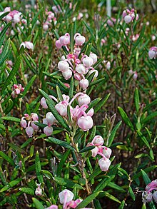 Bog rosemary: the county flower of County Offaly Andromeda polifolia 001.JPG