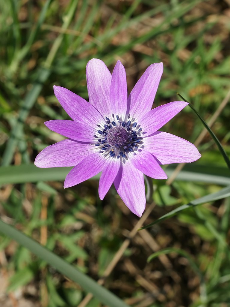 FileAnemone hortensis (flower).jpg Wikimedia Commons