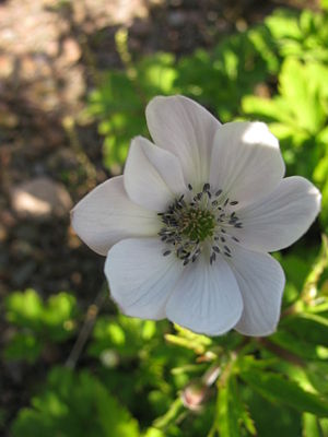 Anemone rivularis, RBGE 2010, 2.jpg