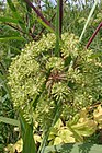 Angelica-archangelica-flowers.JPG