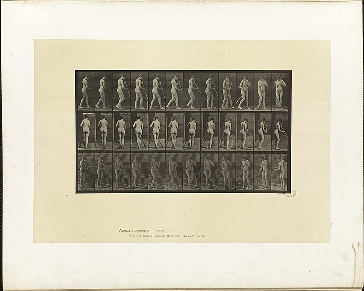 File:Animal locomotion. Plate 58 - DPLA - e6a88b05c711f36d27bb52b8bf8b5dee.jpg