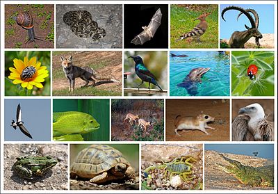 animals in coastal plains of india