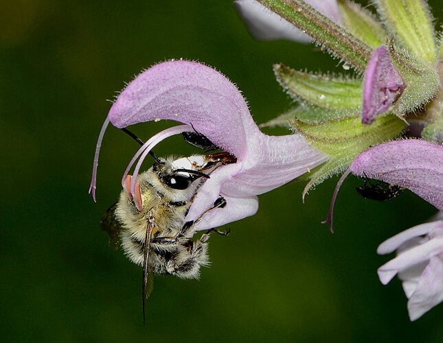 Пчела Anthophora dufourii собирает нектар с цветка шалфея Salvia hierosolymitana, гора Кармель, Израиль