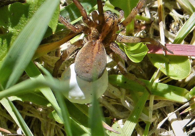 File:Ants attacking Wolf Spider carrying egg sac (50723491631).jpg