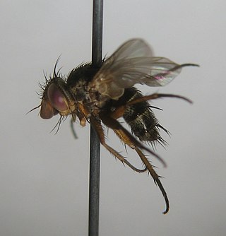 <i>Siphona verralli</i> Species of fly