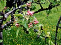 Apple flower buds