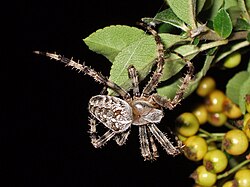 Araneus diadematus, een spin (kruisspin)
