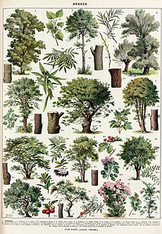 Arbres-couleurs-2 - trees in colour - Public domain book illustration (visual explanation, informative drawing, plate) from Larousse du XXème siècle 1932.jpg