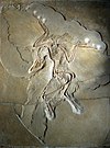 The Berlin specimen of Archaeopteryx.