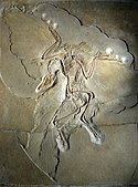 Spesimen Archaeopteryx yang ditemukan di Berlin.