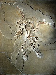 Fossil eines kompletten Archaeopteryx, einschließlich Federeinbuchtungen an Flügeln und Schwanz