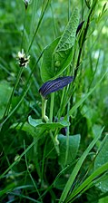 Aristolochia rotunda (Aristoloche à feuilles rondes)