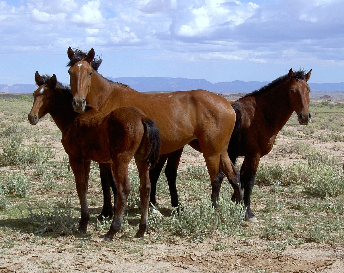 Mustang cheval Wikip dia