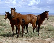 Arizona 2004 Mustangs.jpg