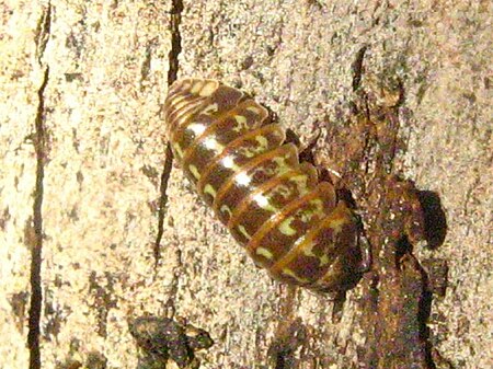 Armadillidium pictum