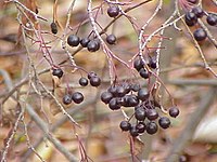 Aronia