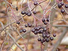 Chokeberries (Aronia prunifolia) sometimes are added to pemmican. Aronia prunifolia0.jpg