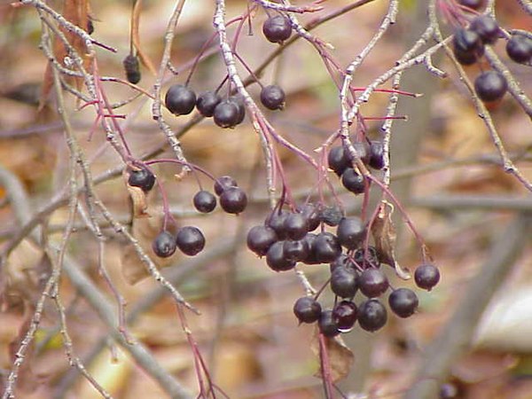 Chokeberries (Aronia prunifolia) sometimes are added to pemmican.