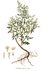 File:Artemisia annua(01).jpg - Wikipedia