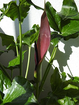 <i>Arum sintenisii</i> Species of flowering plant in the family Araceae