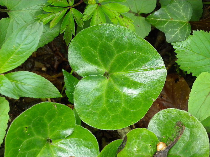 File:Asarum europaeum leaves.jpg