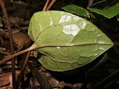 葉の裏面は無毛。