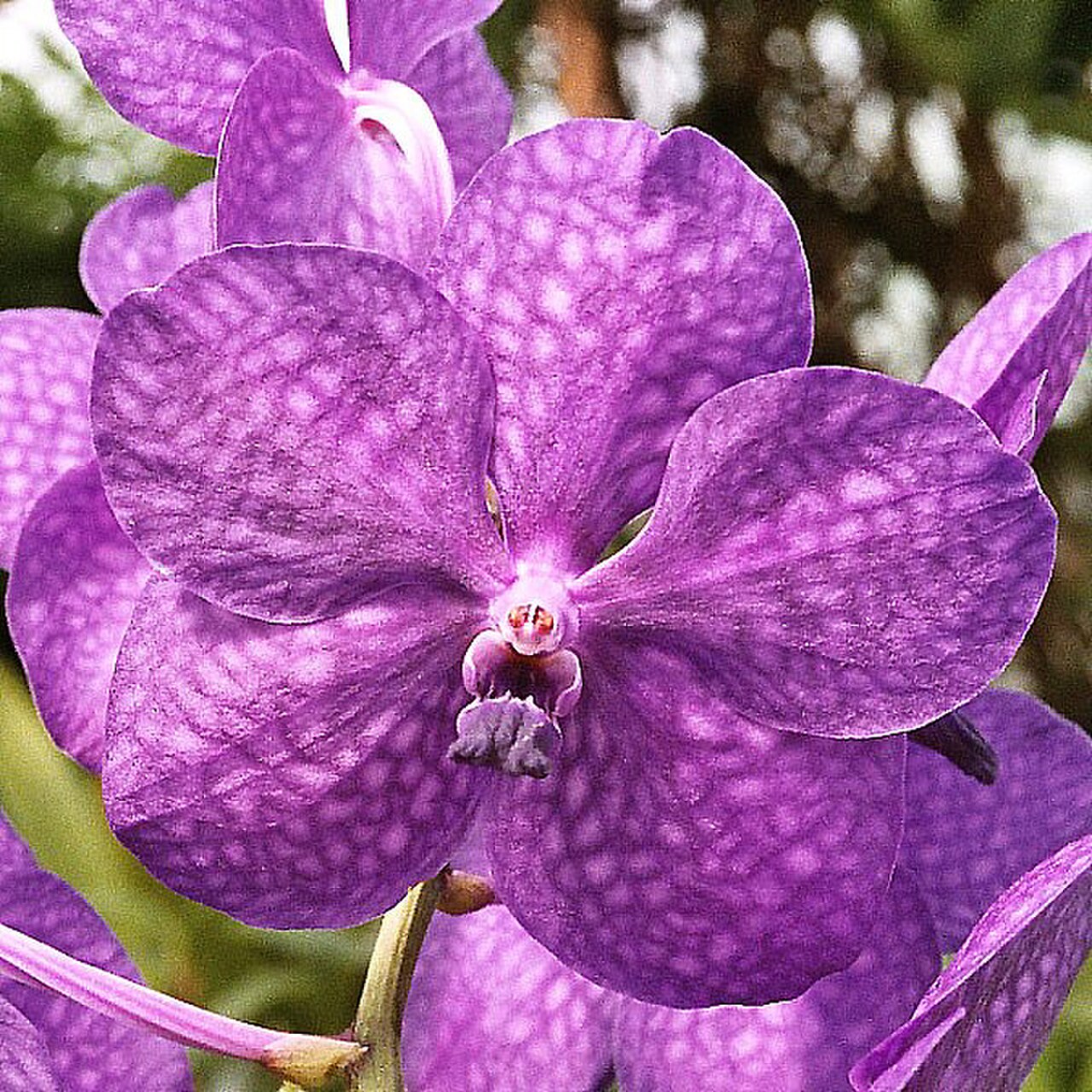 Vanda Aroonsri Beauty