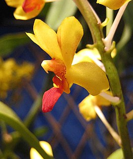 Vandaenopsis Genus of orchids