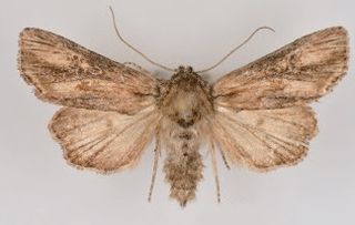 <i>Aseptis susquesa</i> Species of moth