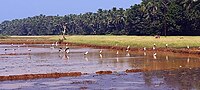 Thumbnail for File:Asian openbill in Migratory Birds Sanctuary Thirunavaya.jpg