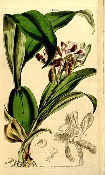 File:Aspasia epidendroides - Curtis' 68 (N.S. 15) pl. 3962 (1842).jpg