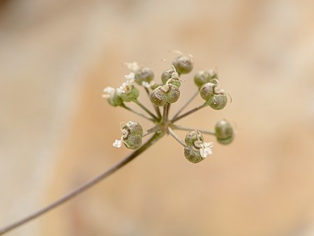 Astomaea seselifolia