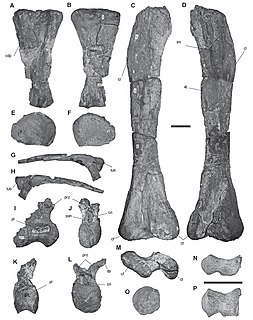 <i>Atacamatitan</i> Extinct genus of dinosaurs