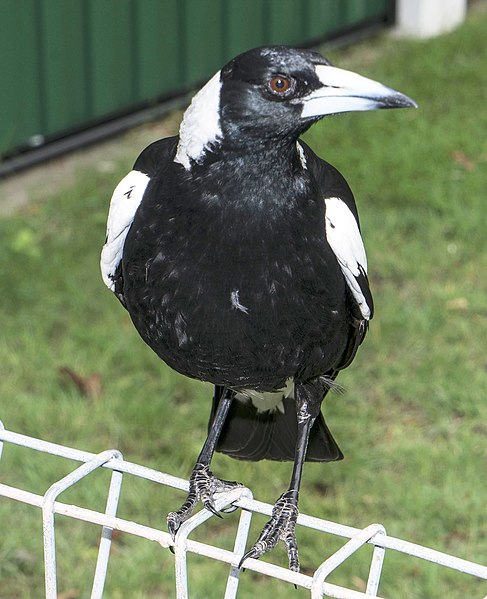 File:Australian Magpie waiting for food, Queensland (23934590908).jpg