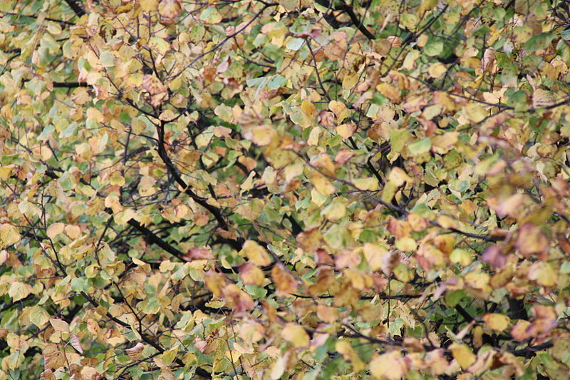 File:Autumn in London (4023956708).jpg