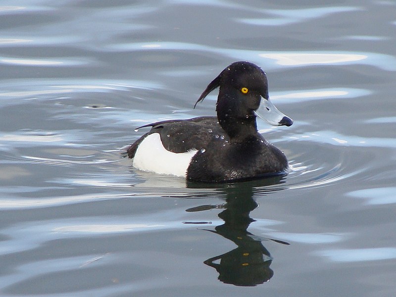 File:Aves Anseriformes Anatidae Aythya Aythya fuligula01.JPG