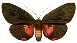 Axiopoena maura