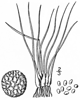 <i>Isoetes tuckermanii</i> Species of plant in the family Isoetaceae