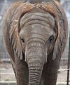 Baby African Elephant 057.jpg