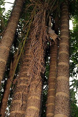 Chonta o chontaduro, Bactris gasipaes