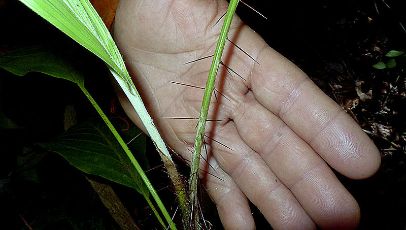 File:Bactris sp., Arecaceae, Atlantic forest, northern littoral of Bahia, Brazil (11869372783).jpg