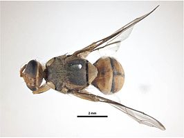 Bactrocera carambolae