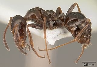 <i>Bajcaridris</i> Genus of ants