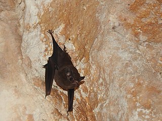 <span class="mw-page-title-main">Thomas's sac-winged bat</span> Species of bat