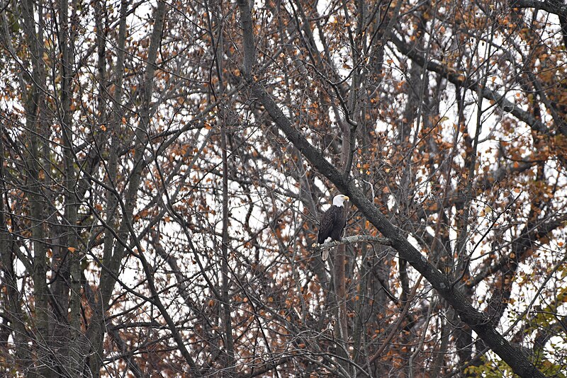 File:Bald eagle birding elkhorn 11.12.17DSC 0334.jpg