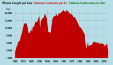 Whales caught, by year, including corrected USSR totals; source has data by species Baleines.png