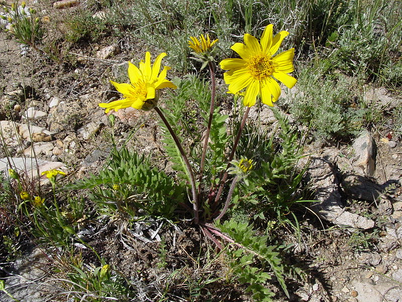 File:Balsamorhizahookeri.JPG