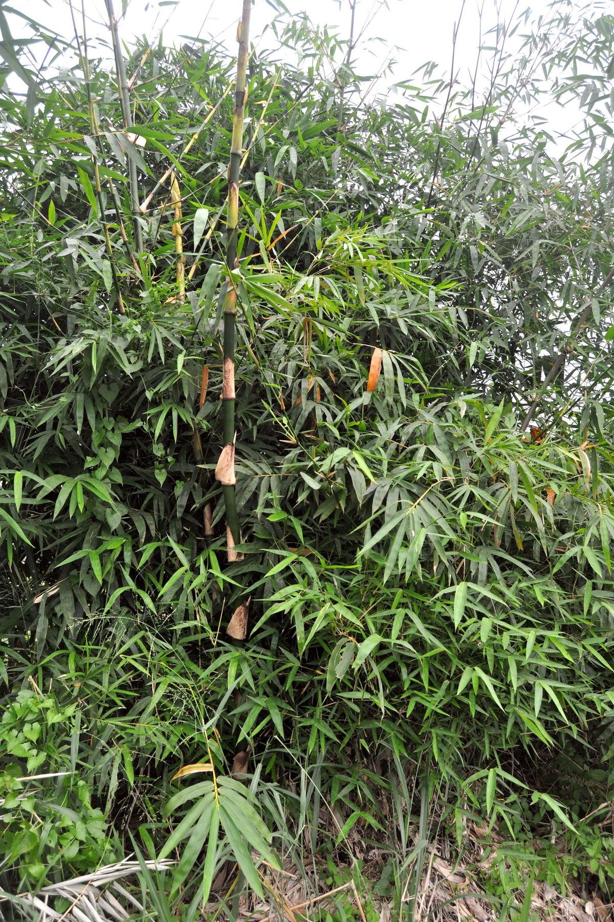  Bambu ampel  Wikipedia bahasa Indonesia ensiklopedia bebas